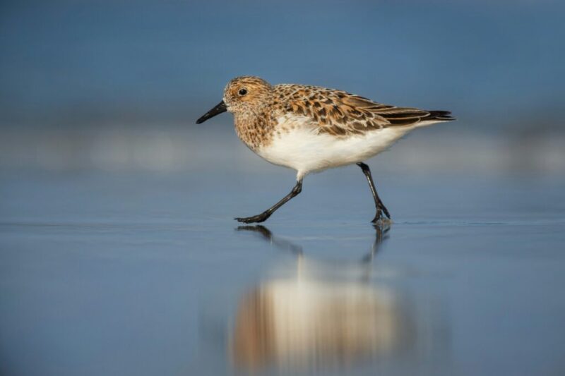 10 birds migrating through North Carolina this fall
