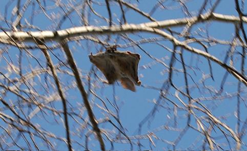 Endangered Species in NC: What They Are and How to Help