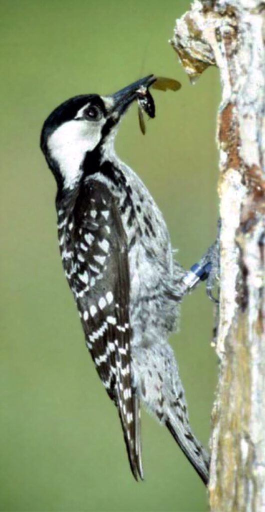 Endangered Species in NC: What They Are and How to Help