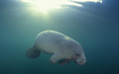 Endangered species in NC: What they are and how to help