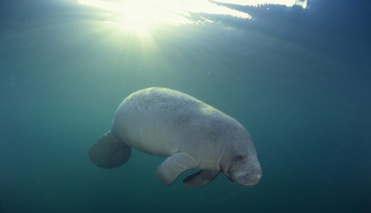 Endangered Species in NC: What They Are and How to Help