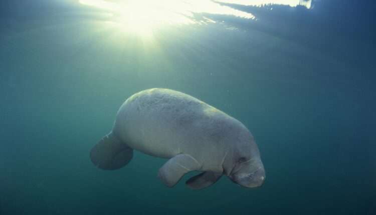 Endangered Species in NC: What They Are and How to Help