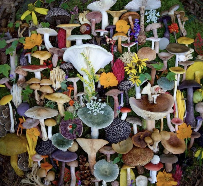 an artistic collection of wild foraged mushrooms
