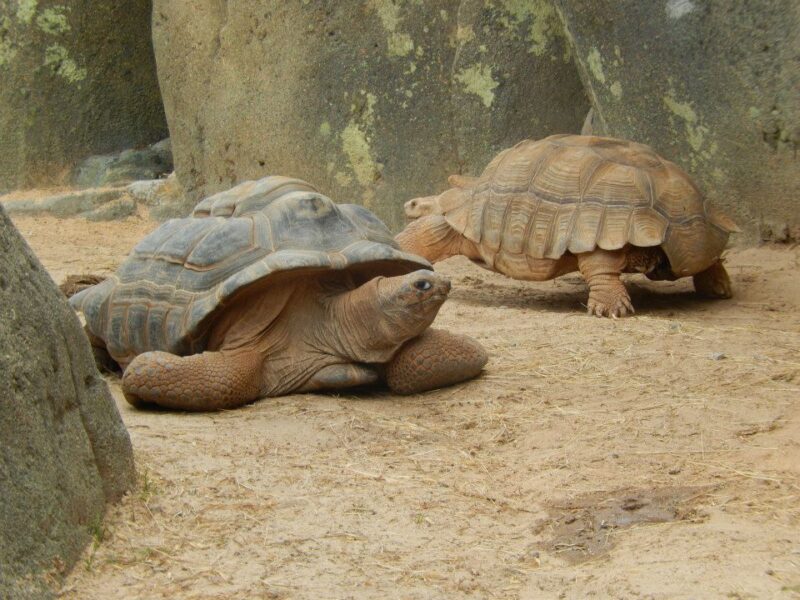 The 6 most ethical aquariums & zoos in North Carolina