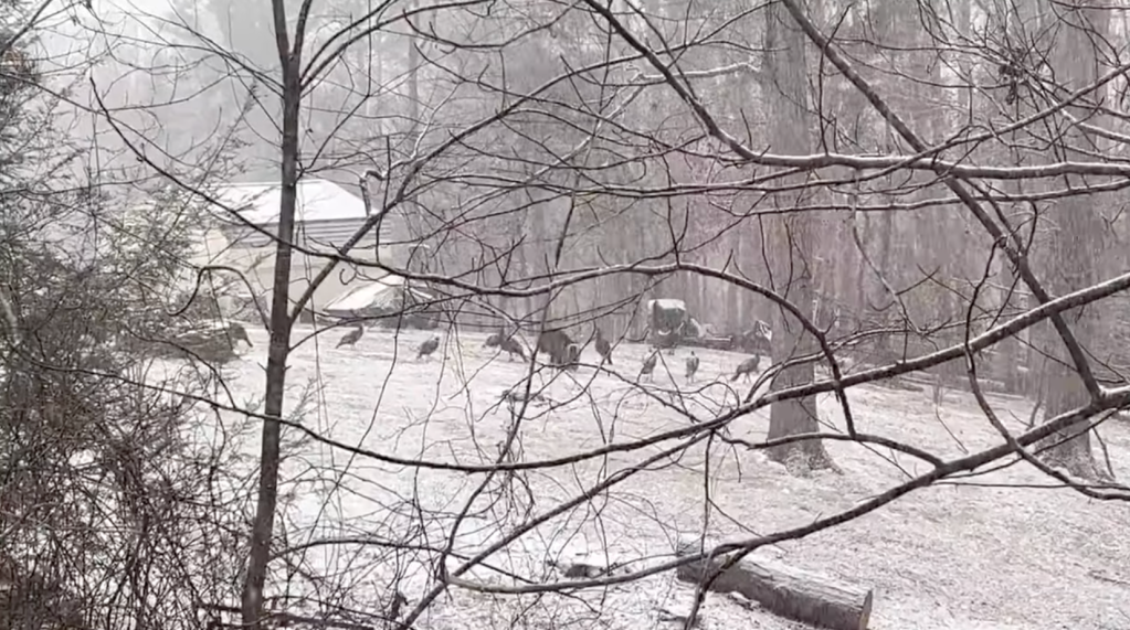 ❄️ The Latest on The Winter Storm