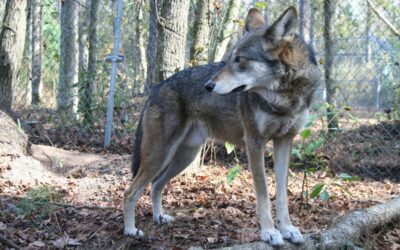Why 2025 could be a huge year if North Carolina wants to save the red wolf