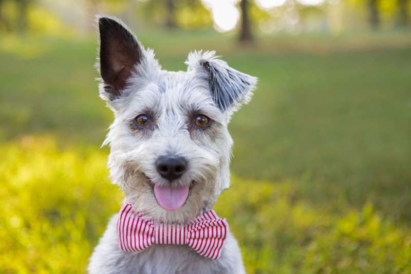 North Carolina "Puppy Bowl" Team