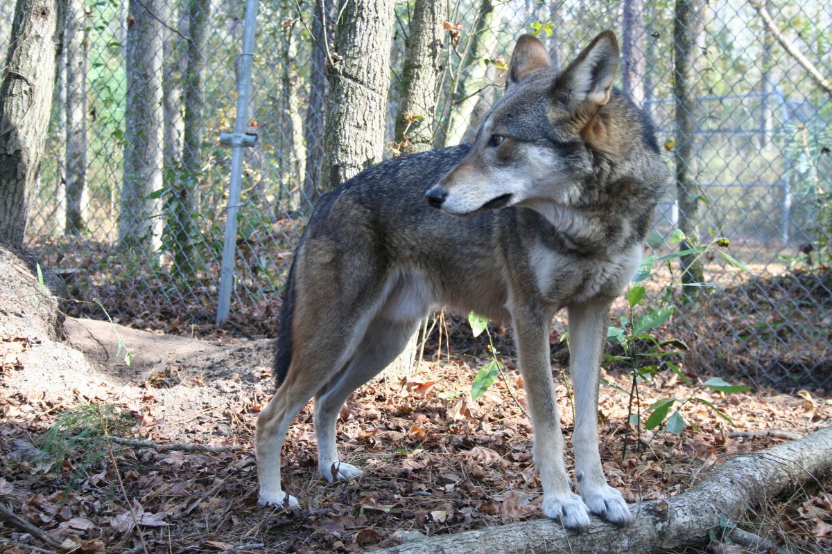 Why 2025 could be a huge year if North Carolina wants to save the red wolf Why 2025 could be a huge year if North Carolina wants to save the red wolf