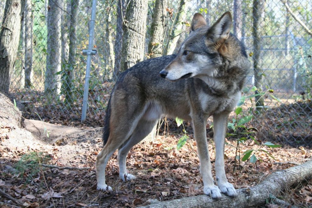 Why 2025 could be a huge year if North Carolina wants to save the red wolf