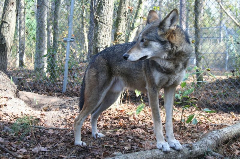 Red Wolf in North Carolina