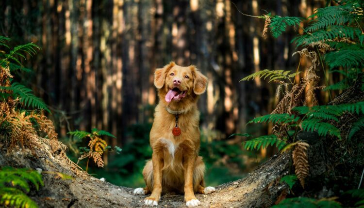 7 NC Shelters Where You Can Take a Dog on a Day Trip