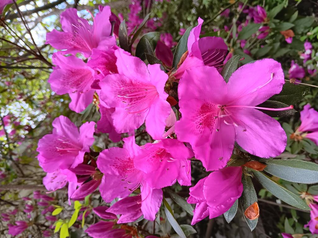 🌺 Beautiful Shots of Spring Blooming in NC