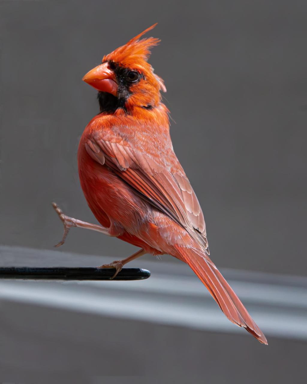 The goats who gave Dix Park a makeover