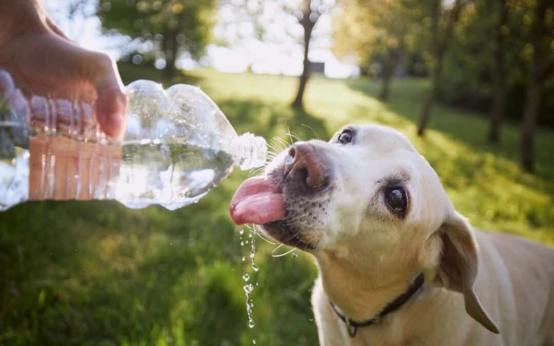 Keeping pets safe in the NC heat: 10 tips from veterinarians