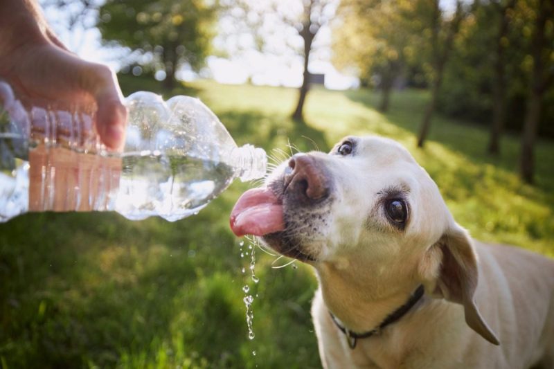 dog drinking water from a bottle