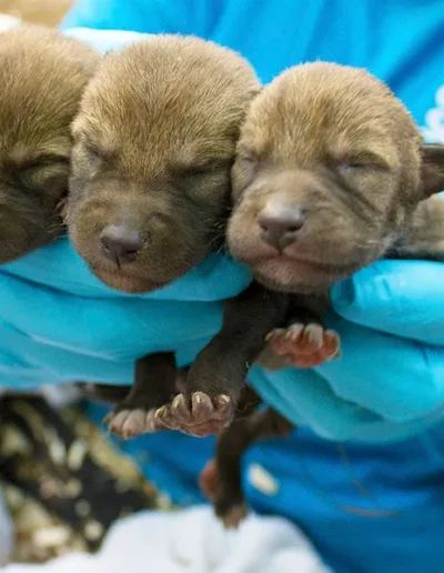Red Wolf Pups in North Carolina