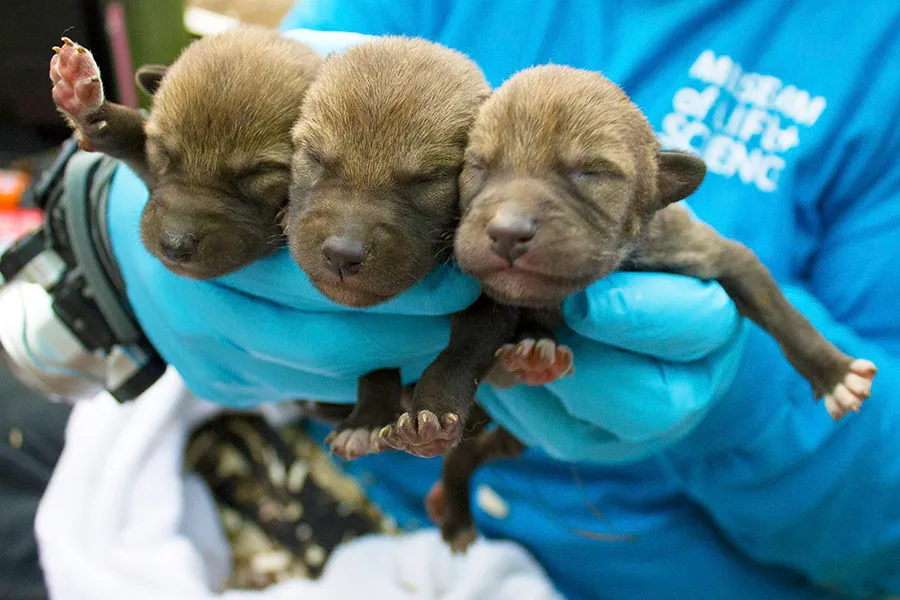 3 things happening in North Carolina this week: Fire trucks, red wolves, ‘No Kings’