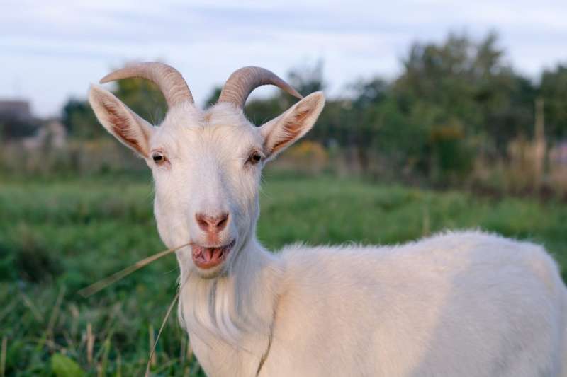 Dix Park Goats