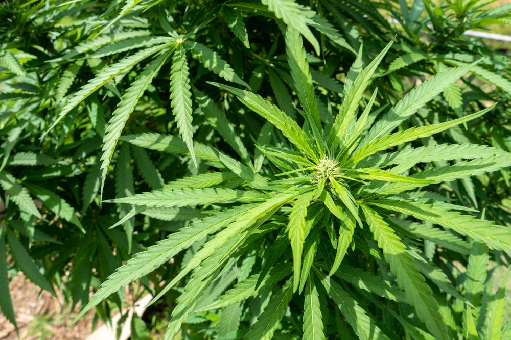 3 things happening in NC: Hemp is legal. But NC courts say you can be searched for smelling like it.