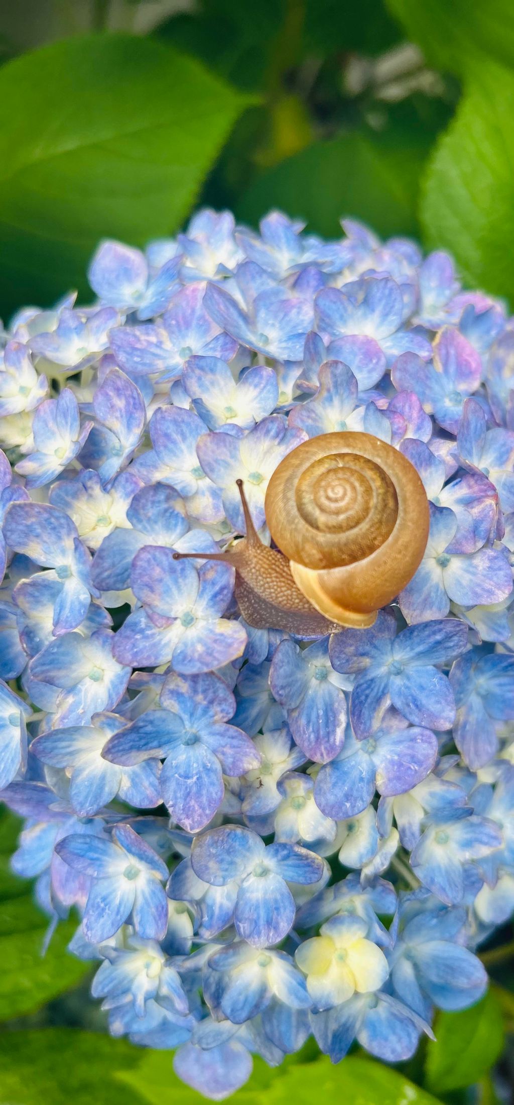 ❤️ Fourth of July without scary, loud fireworks