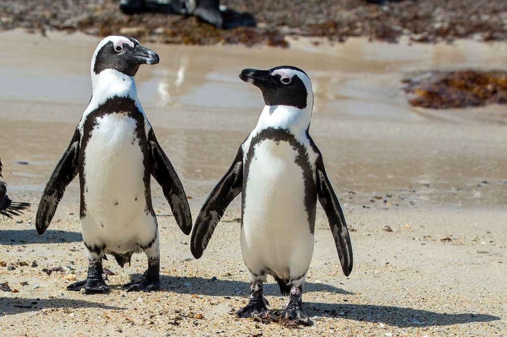 Good News Friday: A new home for endangered penguins Good News Friday: A new home for endangered penguins