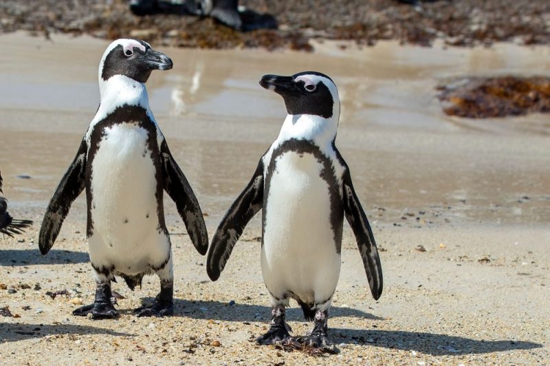 two african penguins meandering along a sandy beach