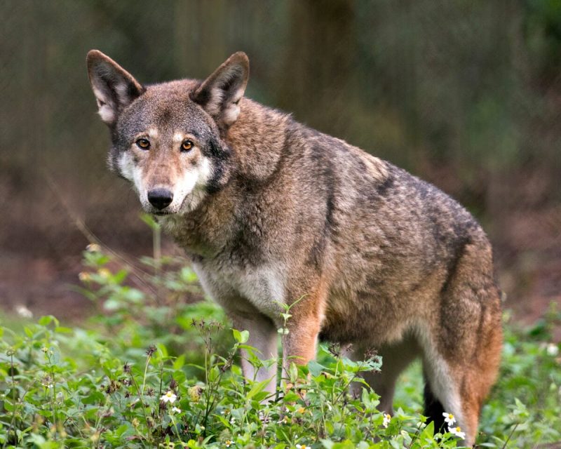 the Red Wolf Recovery Program has been a major success