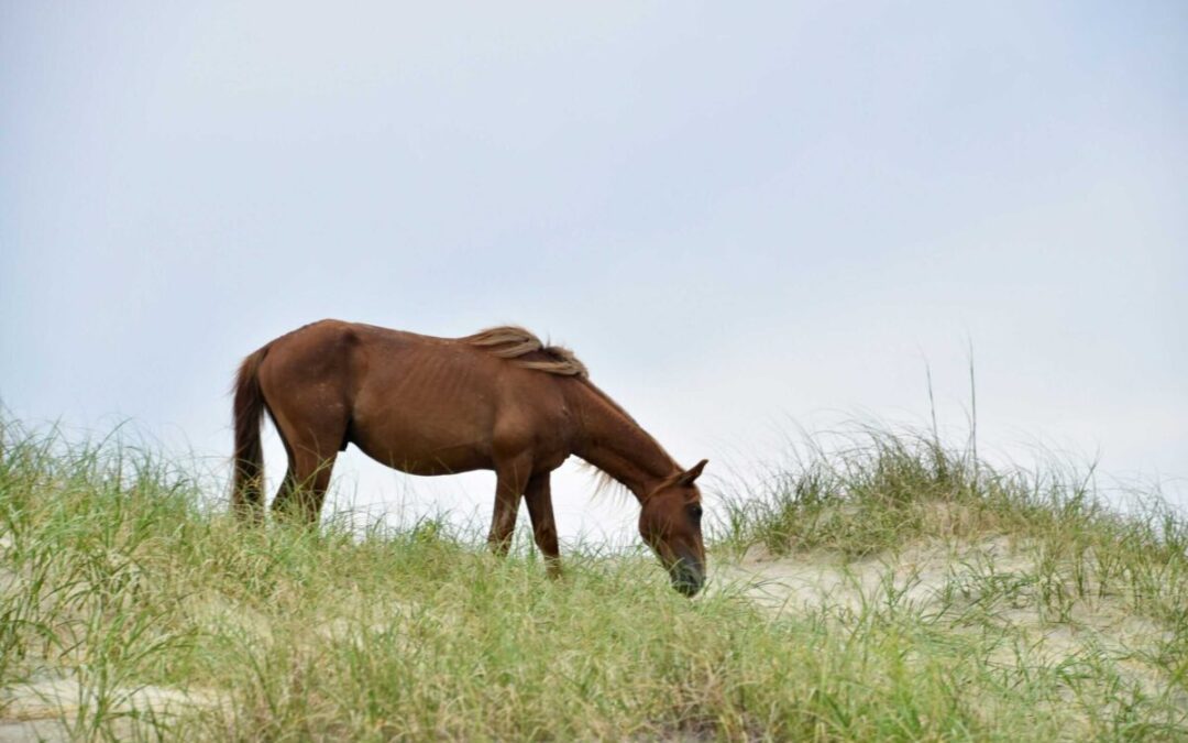 Corolla’s wild horses weather Hurricane Erin using a centuries’ old trick