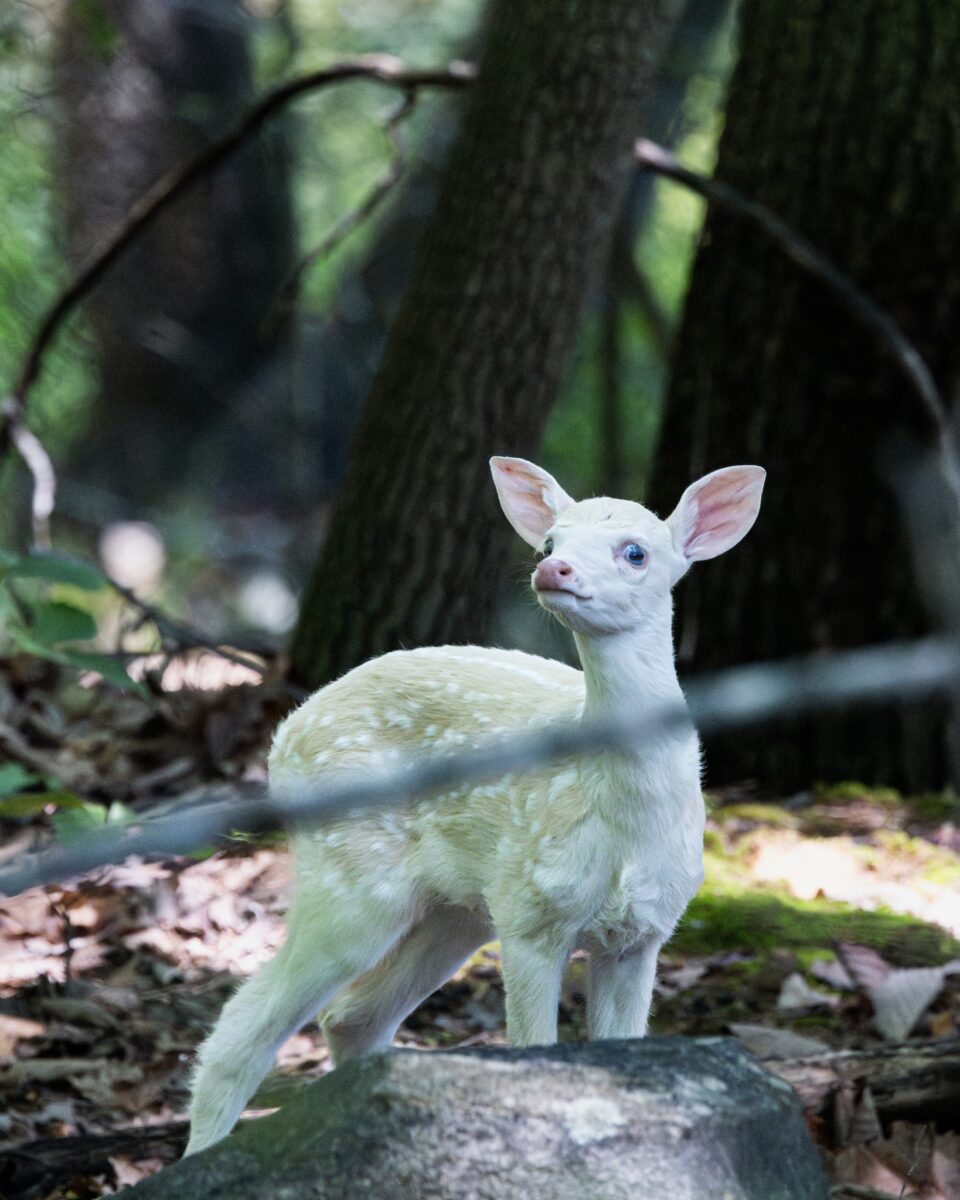 Good News Friday: North Carolina Zoo welcomes rare white fawn