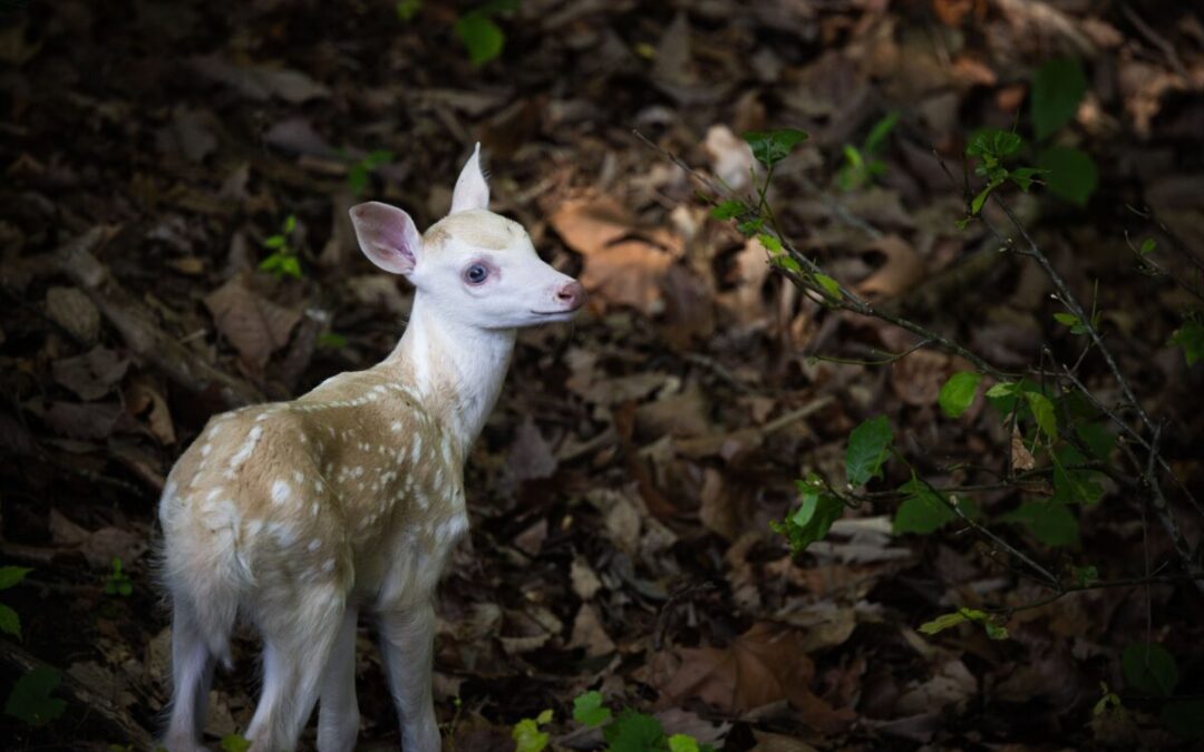Good News Friday: Rare white fawn born near the North Carolina Zoo