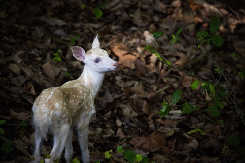 Good News Friday: NC Zoo welcomes rare white fawn