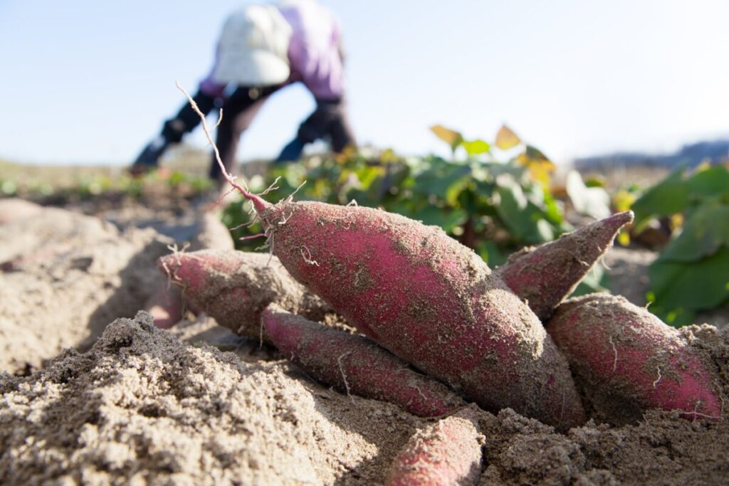 The North Carolina Department of Labor found conditions on the farm were harmful to workers, such as the lack of proper breaks from the heat. The Barnes Farming Corporation was initially fined more than $187,000 in 2024. However, the fine was reduced in a settlement this year to $3,750.