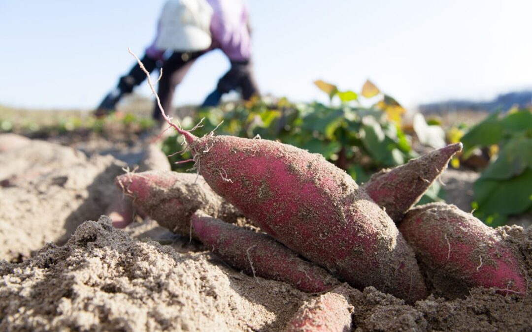 Reduced fine for NC farmworker’s death raises accountability questions