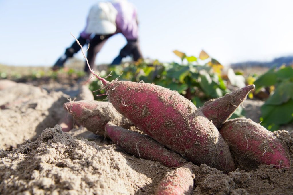 Reduced fine for NC farmworker’s death raises accountability questions
