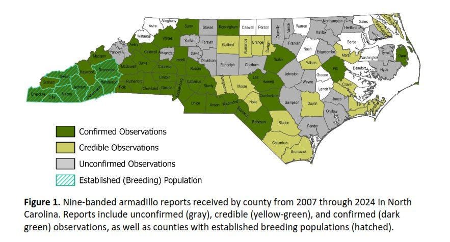Nine-banded armadillos have been moving east across North Carolina after first being spotted in the far western corner of the state in 2007.