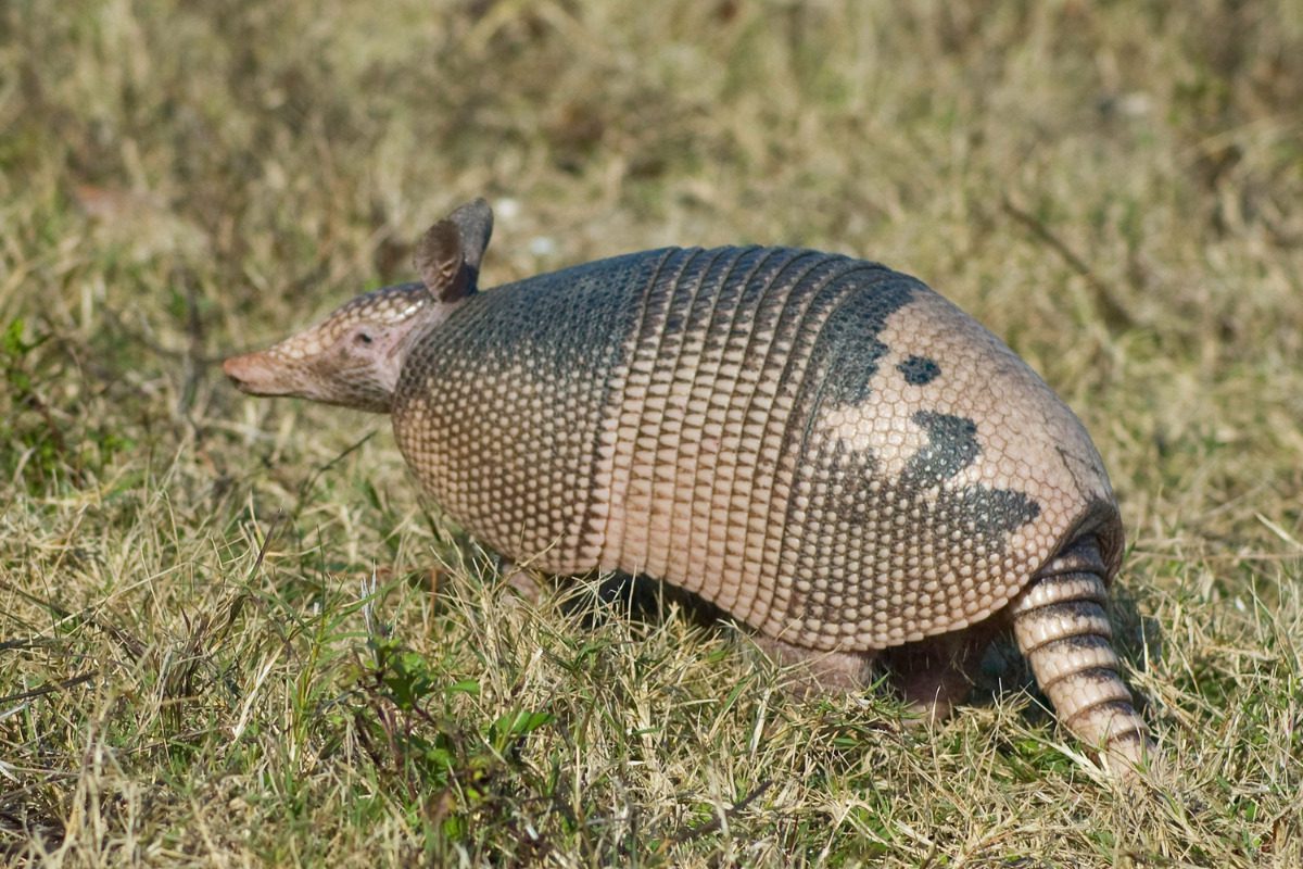 Armadillos spotted in North Carolina
