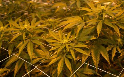 Opinion: The shutdown deal is devastating to NC hemp industry