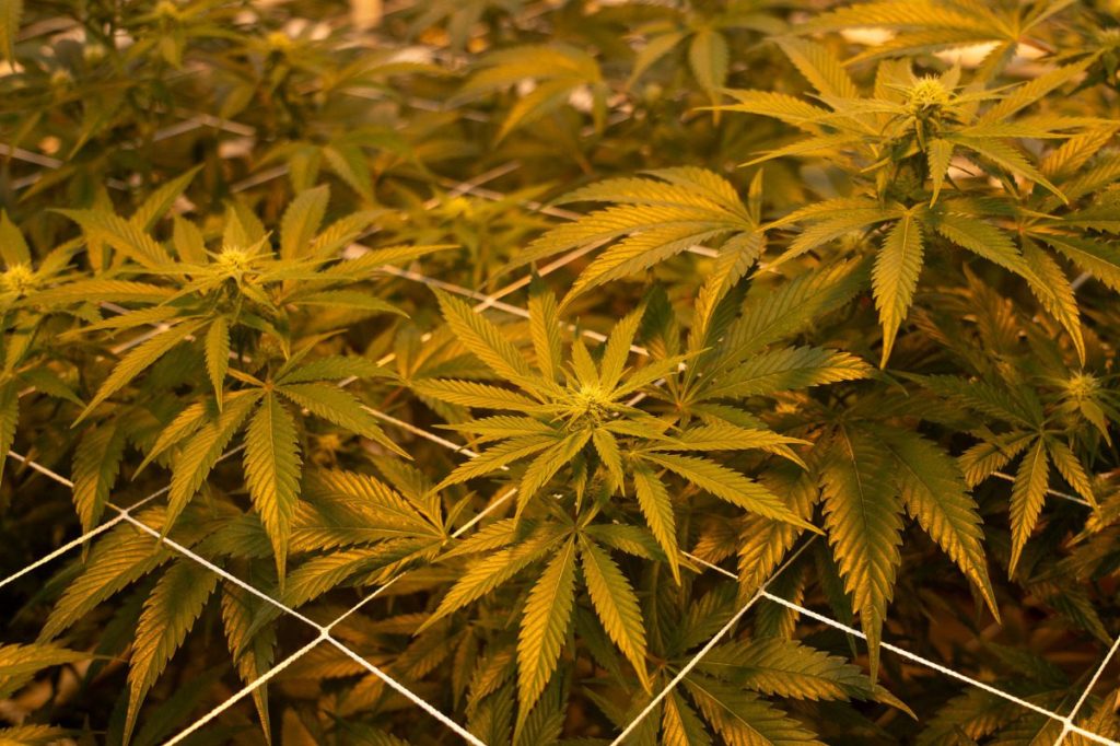 Opinion: The shutdown deal is devastating to NC hemp industry