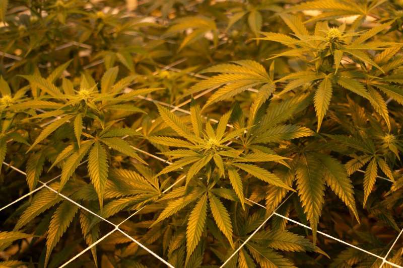 Shutdown deal a blow to NC hemp industry