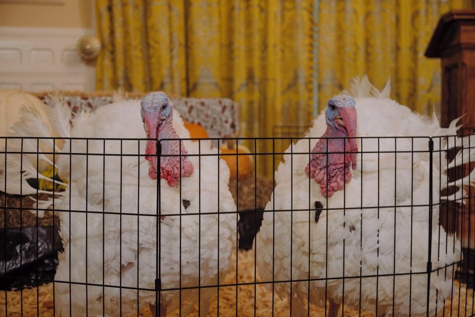 Meet the NC turkeys pardoned this Thanksgiving