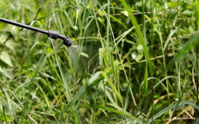 Report: Pesticide banned in 70+ countries widely used in NC