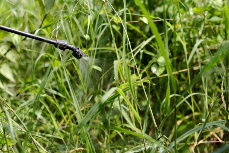 Spraying herbicide from the nozzle to Para Grass weeds