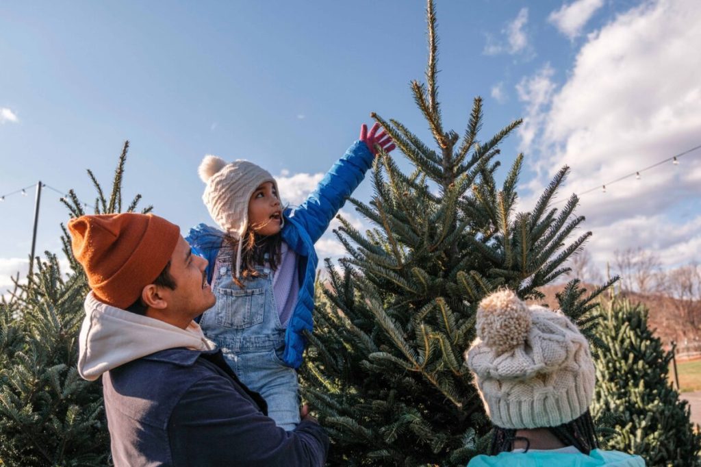 North Carolina’s top choose-and-cut Christmas tree farms