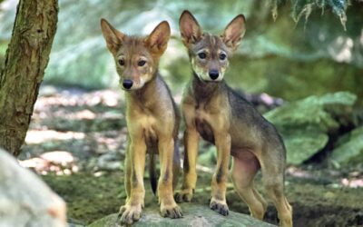 Cross-country wolf exchange aims to rebuild critically endangered population
