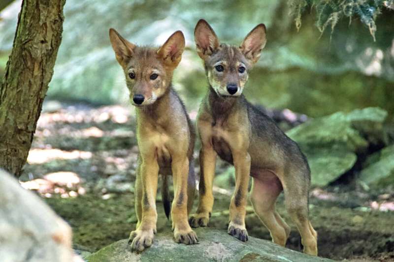 Good News Friday: Museum swaps red wolves in NC