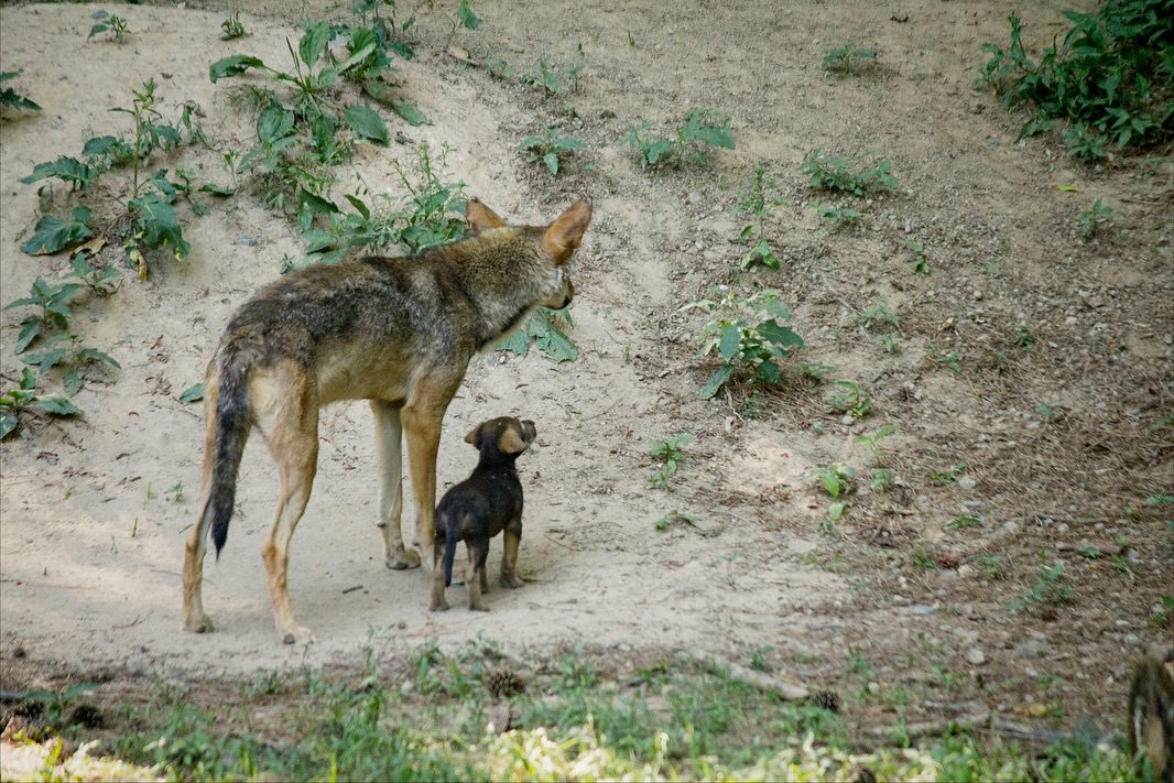 Good News Friday: Museum swaps red wolves in NC