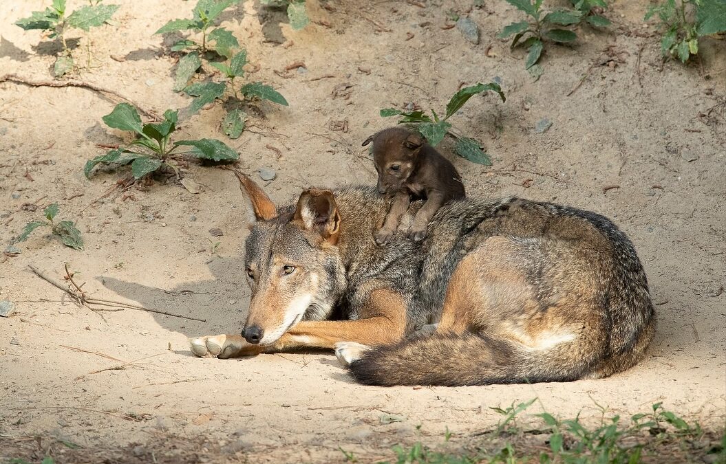 Good News Friday: Endangered red wolves find new home in Durham