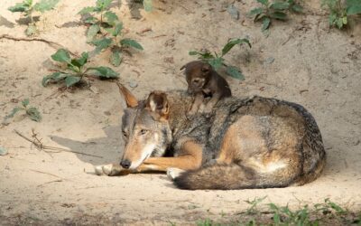 Good News Friday: Endangered red wolves find new home in Durham