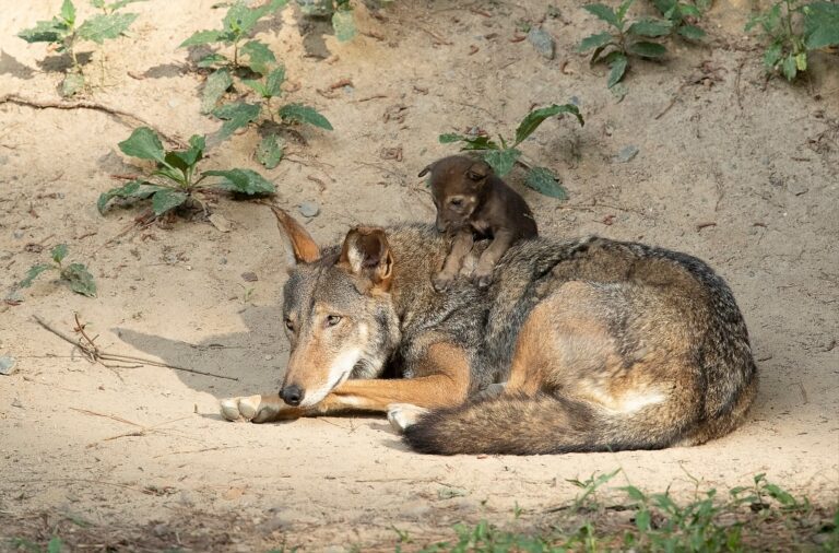 Good News Friday: Museum swaps red wolves in NC