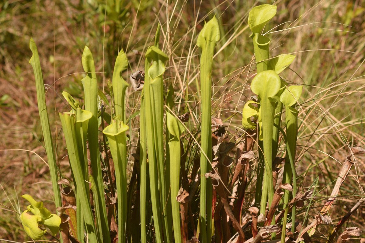 Trump EPA rule puts NC wetlands at risk
